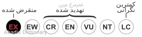 شترمرغ عربی